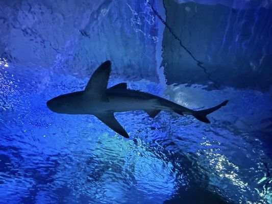 SEA LIFE at Mall of America by null
