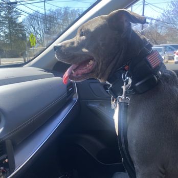 Fraternity K9 - Enjoying her car ride finally calm!!! - Pet Training Near Me Fraternity K9 - Enjoying her car ride finally calm!!! - Pet Training Near Me