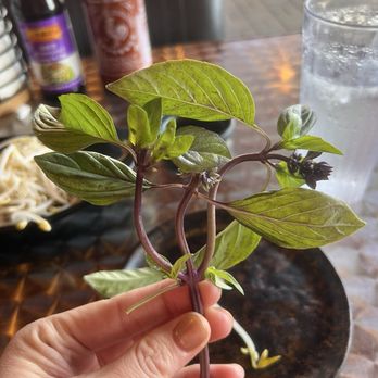 Soupreme Noodle - Look at that gorgeous basil. Beautiful. - Vietnamese Near Me - Whittier, California