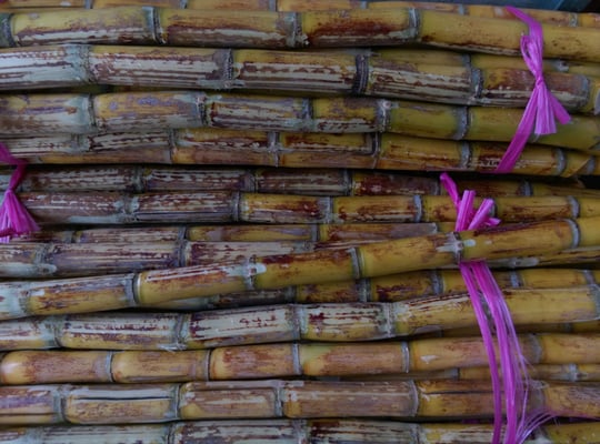 Taipei Expo Farmer's Market by null