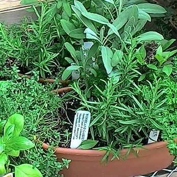 Woodland Gardens - Herb plants - Nurseries & Gardening Near Me - Manchester, Connecticut