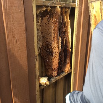 Crazy Bee Man - Beehive inside a wood fence in Hialeah, FL - Pest Control Near Me Crazy Bee Man - Beehive inside a wood fence in Hialeah, FL - Pest Control Near Me