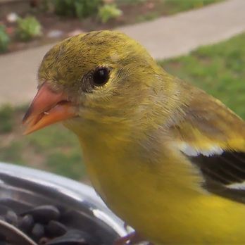 Walgreens - a yellow bird perched on a bowl of sunflower seeds - Drugstores Near Me - Shelbyville, Indiana Walgreens - a yellow bird perched on a bowl of sunflower seeds - Drugstores Near Me - Shelbyville, Indiana