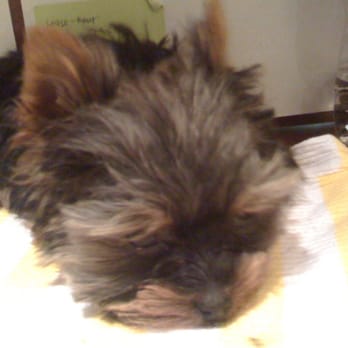 Puppy Land - Pet Stores Near Me - Los Angeles, California