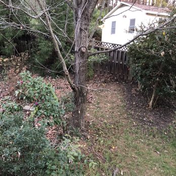 Aspen Services - a bare tree in the yard - Lawn Services Near Me - Gaithersburg, Maryland