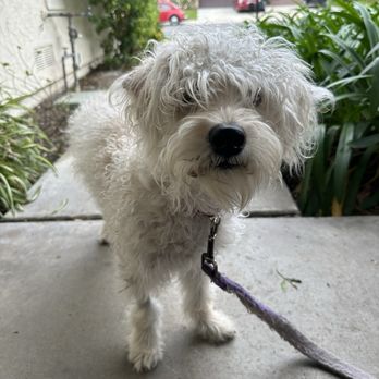 Woofie's - Pet Sitting Near Me