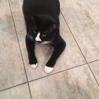 Brooklyn Cat Cafe - Pet Adoption Near Me - Brooklyn, New York