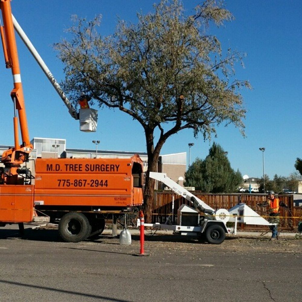 MD Tree Surgery - Tree Services Near Me - Fallon, Nevada