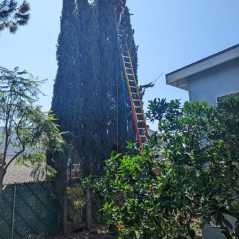 De Leon Tree Trimming & Landscaping - Cypress before being trimmed, much better now - Tree Services Near Me