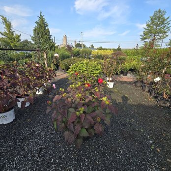 Conestoga Nursery - Nurseries & Gardening Near Me - East Earl, Pennsylvania