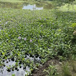 James D. Martin Wildlife Park - These little purple flowers were all over the water, I believe they're water hyacinths