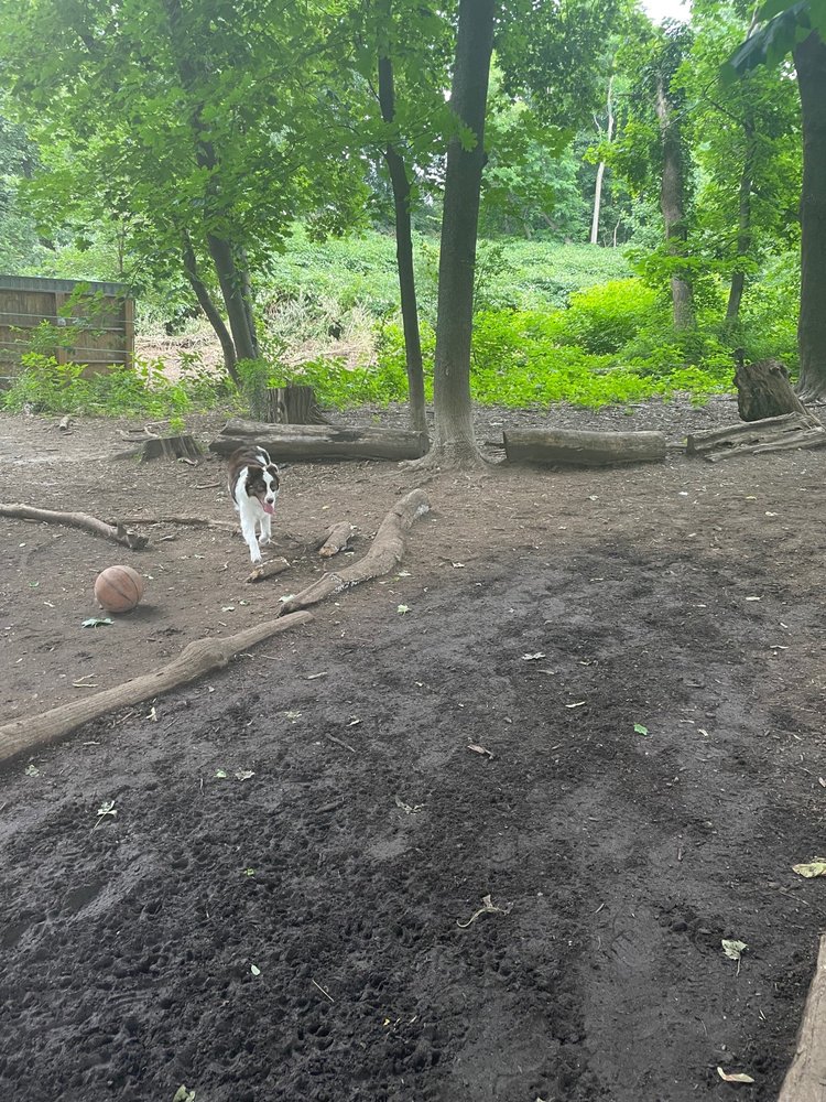 Waterman St Dog Park