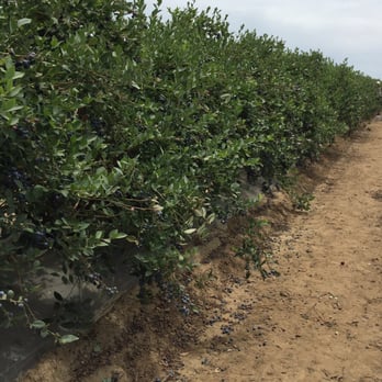 Ott Farms - Rows and rows of blueberries. - Farmers Market Near Me - Modesto, California