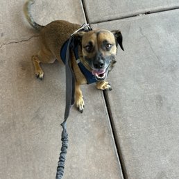 Our happy dog Charlie after his vet visit. Our happy dog Charlie after his vet visit.
