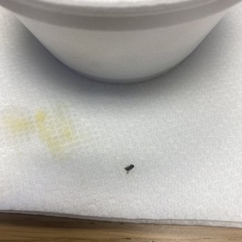 Cilantro's Mexican Grill - A FLY!!! Found it my Soupa De Pollo. Don't eat from this place! Unsanitary. - Mexican Near Me - Houston, Texas