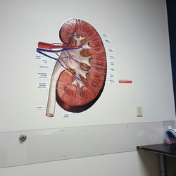 Kidney Specialists of Southern Nevada - Take care of your body!