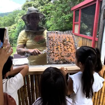 Big Island Bees - Honey Near Me - Captain Cook, Hawaii Big Island Bees - Honey Near Me - Captain Cook, Hawaii
