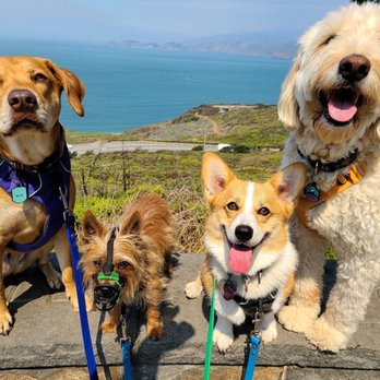 Citizen Hound - Dog Walkers Near Me - San Francisco, California Citizen Hound - Dog Walkers Near Me - San Francisco, California