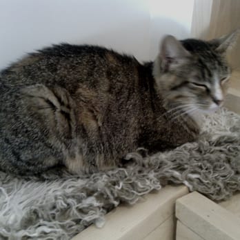 KitTea - Some of the kitties just want to chill. Wait for them to come to you. - Pet Adoption Near Me - San Francisco, California KitTea - Some of the kitties just want to chill. Wait for them to come to you. - Pet Adoption Near Me - San Francisco, California