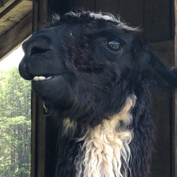 Divine Llama Vineyard - Wineries Near Me - East Bend, North Carolina