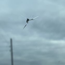 Windshield Fitters