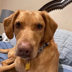 Allies Haven Animal Rescue