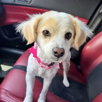 Waggily Ever After Pet Grooming - Pet Groomers Near Me - South Gate, California
