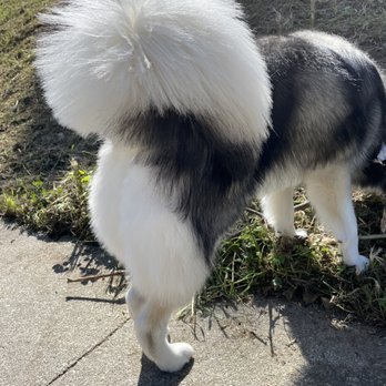 Bernie's Grooming - Pet Groomers Near Me - San Francisco, California