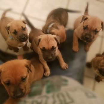 Spring Branch Rescue - Adopted - Animal Shelters Near Me Spring Branch Rescue - Adopted - Animal Shelters Near Me