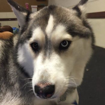 Paws Pet Resort - Koda at Paws - Pet Sitting Near Me - Lake Forest, California Paws Pet Resort - Koda at Paws - Pet Sitting Near Me - Lake Forest, California