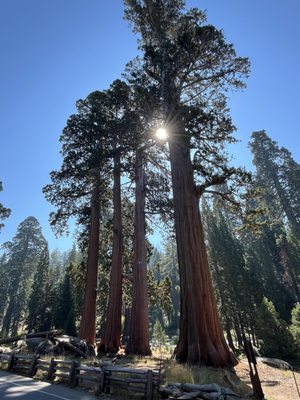 Giant Forest Museum by null