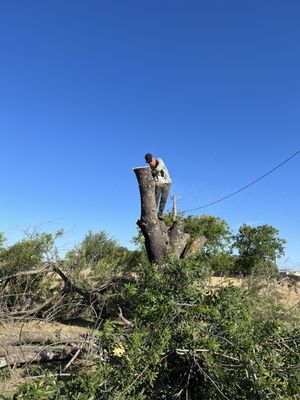 Tree Services - Keep your property safe and beautiful with professional tree services! We offer expert tree trimming, comprehensive tree care, safe tree removal, and efficient stump grinding. Our skilled team is committed to customer satisfaction, prompt service, and affordable rates. Call today for a free estimate and let us handle your tree needs with care and expertise!