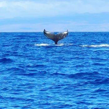 Alii Ocean Tours - Humpback whale - Boat Charters Near Me - Kailua-Kona, Hawaii Alii Ocean Tours - Humpback whale - Boat Charters Near Me - Kailua-Kona, Hawaii