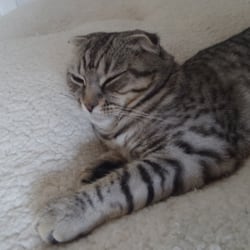 Catpawcino - Cats!