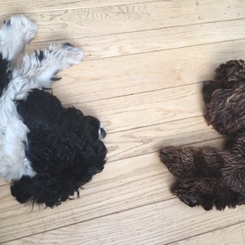 High Tail Hikes - Two tired High Tail Hikes puppies after today's hikes!! - Dog Walkers Near Me High Tail Hikes - Two tired High Tail Hikes puppies after today's hikes!! - Dog Walkers Near Me