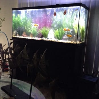 Aquatic Solutions - Aquarium Services Near Me Aquatic Solutions - Aquarium Services Near Me