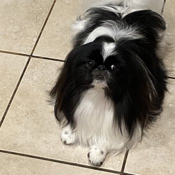 The Wag Dog Salon - Remy - Pet Groomers Near Me - Chandler, Arizona