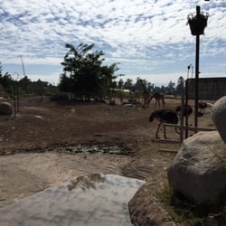 Parque Zoológico Buin Zoo - Jirafas y avestruces