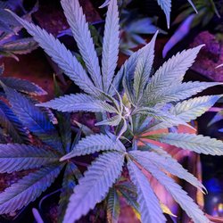 Likewise Cannabis Broadway Edmond Cannabis Dispensary