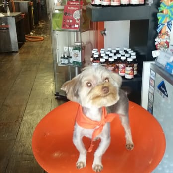 Orange Grooming - My Chico - Pet Groomers Near Me - Miami, Florida Orange Grooming - My Chico - Pet Groomers Near Me - Miami, Florida