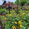 Hyannis Country Garden gift card
