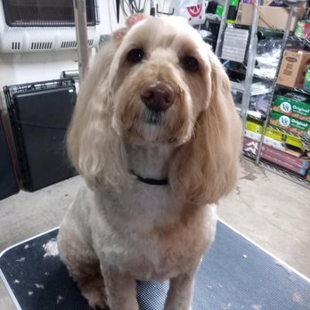 Maud's Mobile Grooming - Her majesty, Annie - Pet Groomers Near Me
