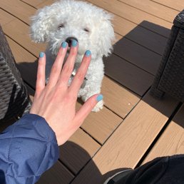 i got sns powder dip! bichon approved i got sns powder dip! bichon approved