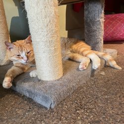 Le Cat Cafe