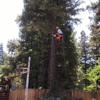 TreeMax Tree Service - Tree Services Near Me - Roseville, California TreeMax Tree Service - Tree Services Near Me - Roseville, California