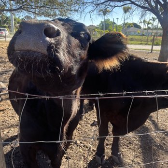 Family Farm - Fruits & Veggies Near Me - Davie, Florida Family Farm - Fruits & Veggies Near Me - Davie, Florida