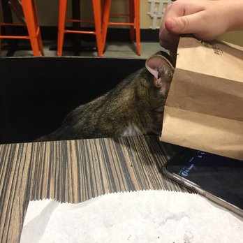 Orlando Cat Cafe - Can I see what you have in here? - Animal Shelters Near Me - Clermont, Florida Orlando Cat Cafe - Can I see what you have in here? - Animal Shelters Near Me - Clermont, Florida