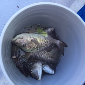 Cortez Deep Sea Fishing - A few fish caught. - Fishing Near Me - Cortez, Florida