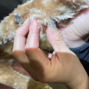 Barkaritaville Pet Resort - Pet Groomers Near Me - Corpus Christi, Texas