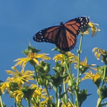 Manistee Inn & Marina - Butterflies on bushes outside hotel on Riverwalk - Hotels Near Me - Manistee, Michigan Manistee Inn & Marina - Butterflies on bushes outside hotel on Riverwalk - Hotels Near Me - Manistee, Michigan